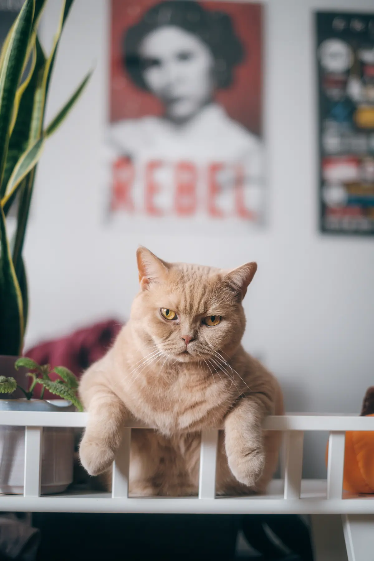 Cream British Shorthair cat resting paws on white shelf, Rebel poster behind