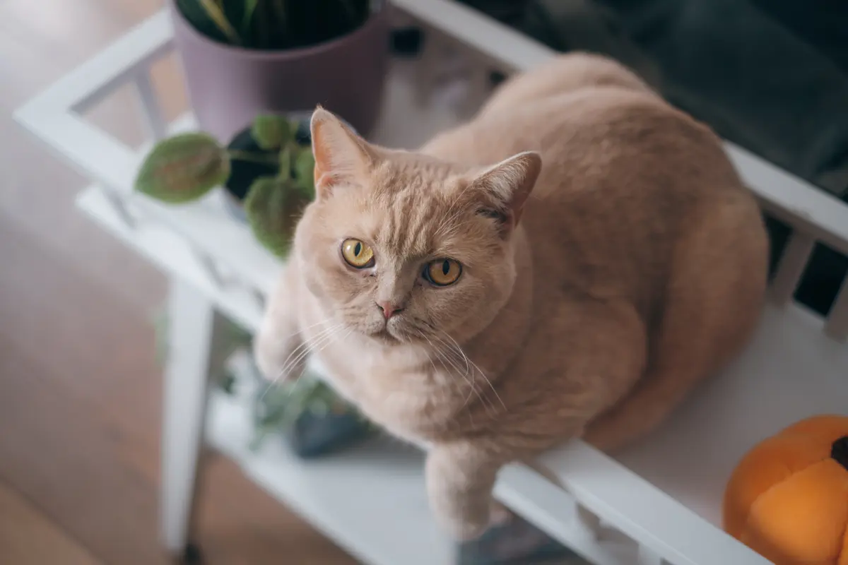 Cream cat looking up from white shelf, overhead view