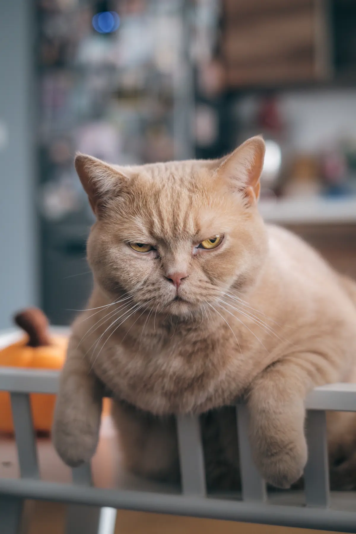 Cream cat with grumpy expression on shelf