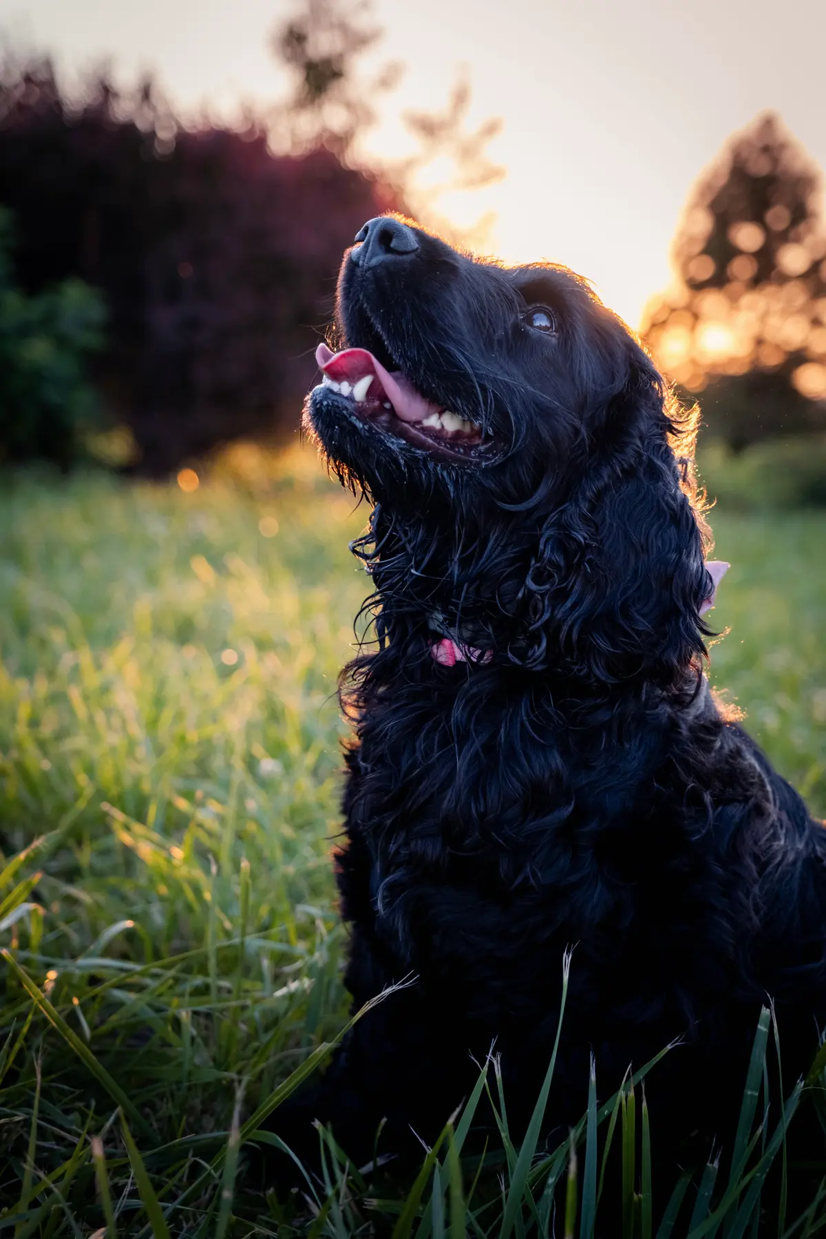 Black cocker spaniel looking up at golden hour, tongue out
