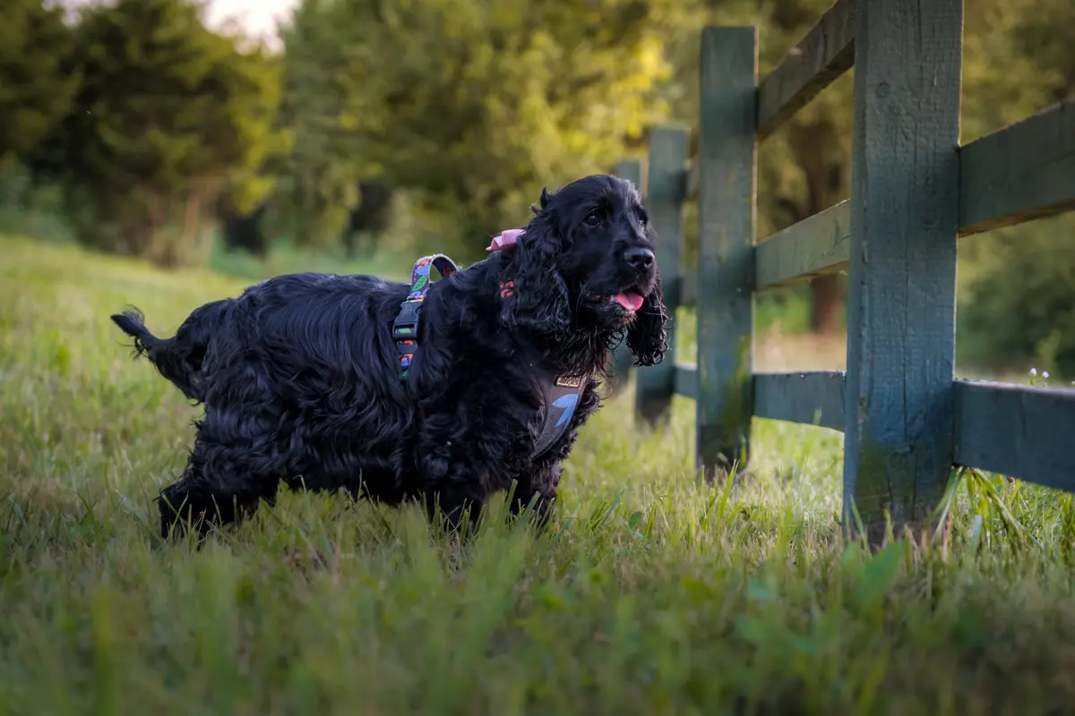 Black cocker spaniel standing in grass beside a green wooden fence
